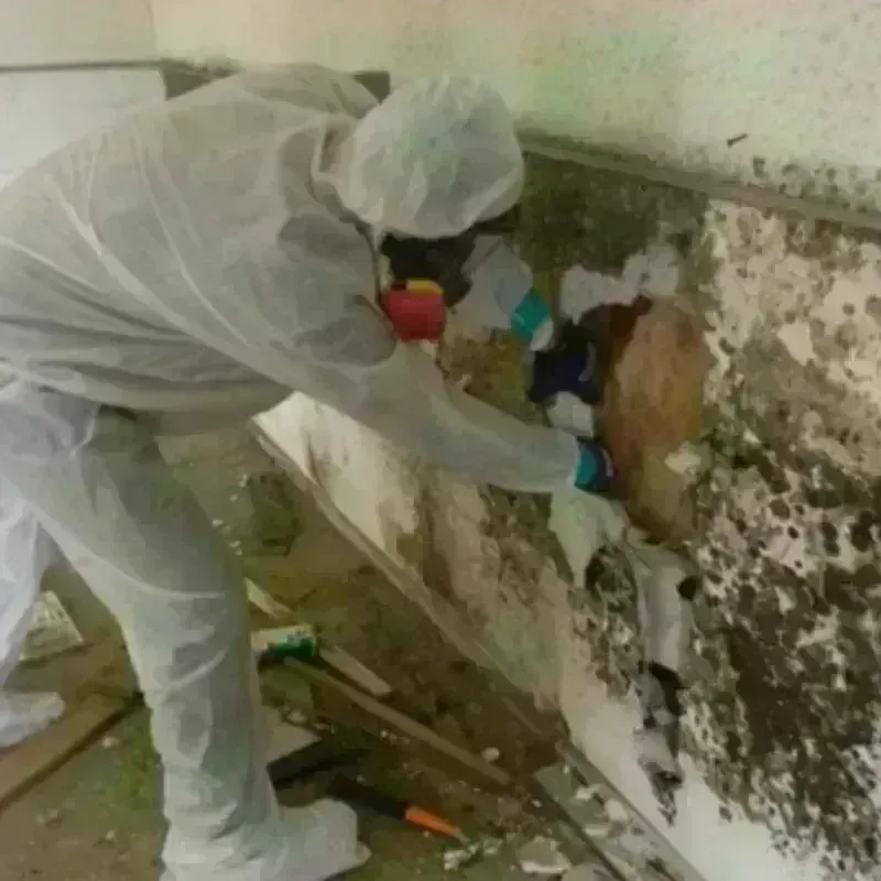 Mold Remediation and Removal in New Freedom, PA